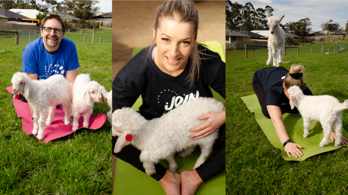 Goat Yoga