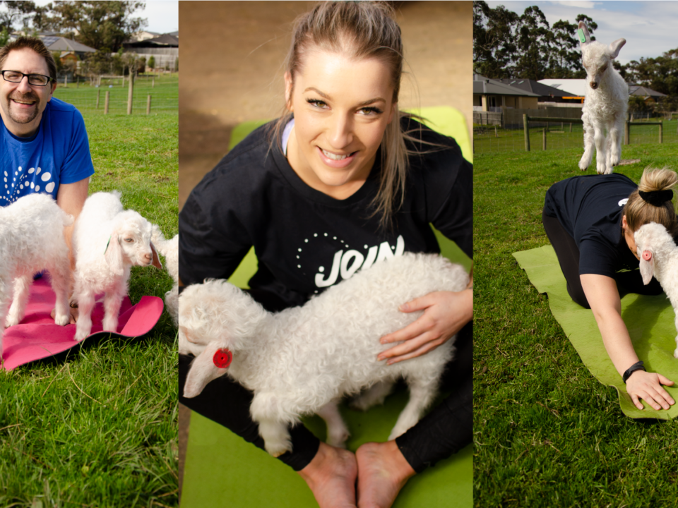 Goat Yoga